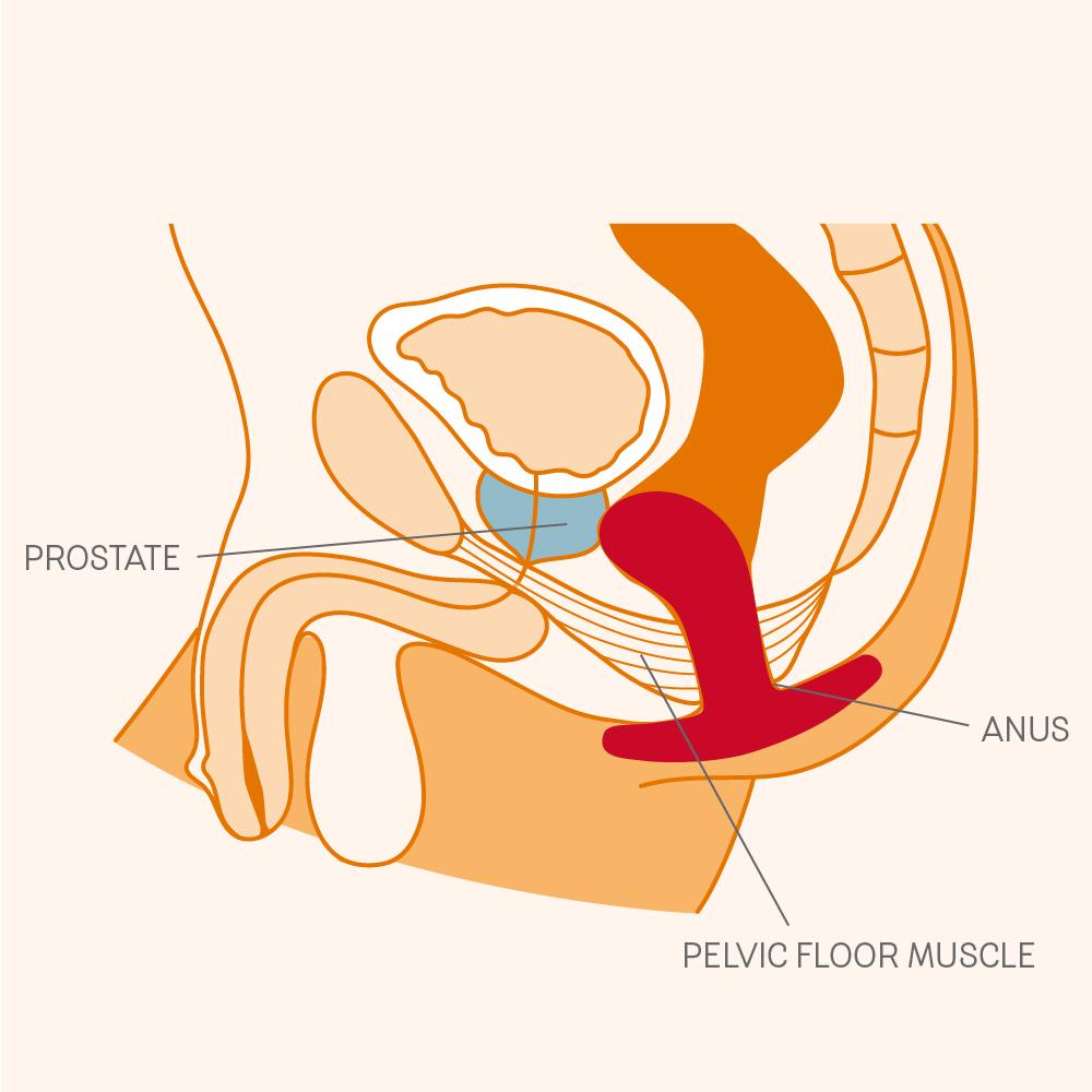 Internal anatomy diagram shows how the Fun Factory Bootie prostate butt plug snuggles up against the prostate for p-spot pleasure | Kinkly Shop